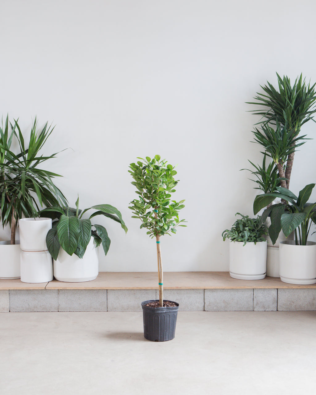 Ficus Moclame: Ficus microcarpa - 10 inch pot - 4-5 foot tall