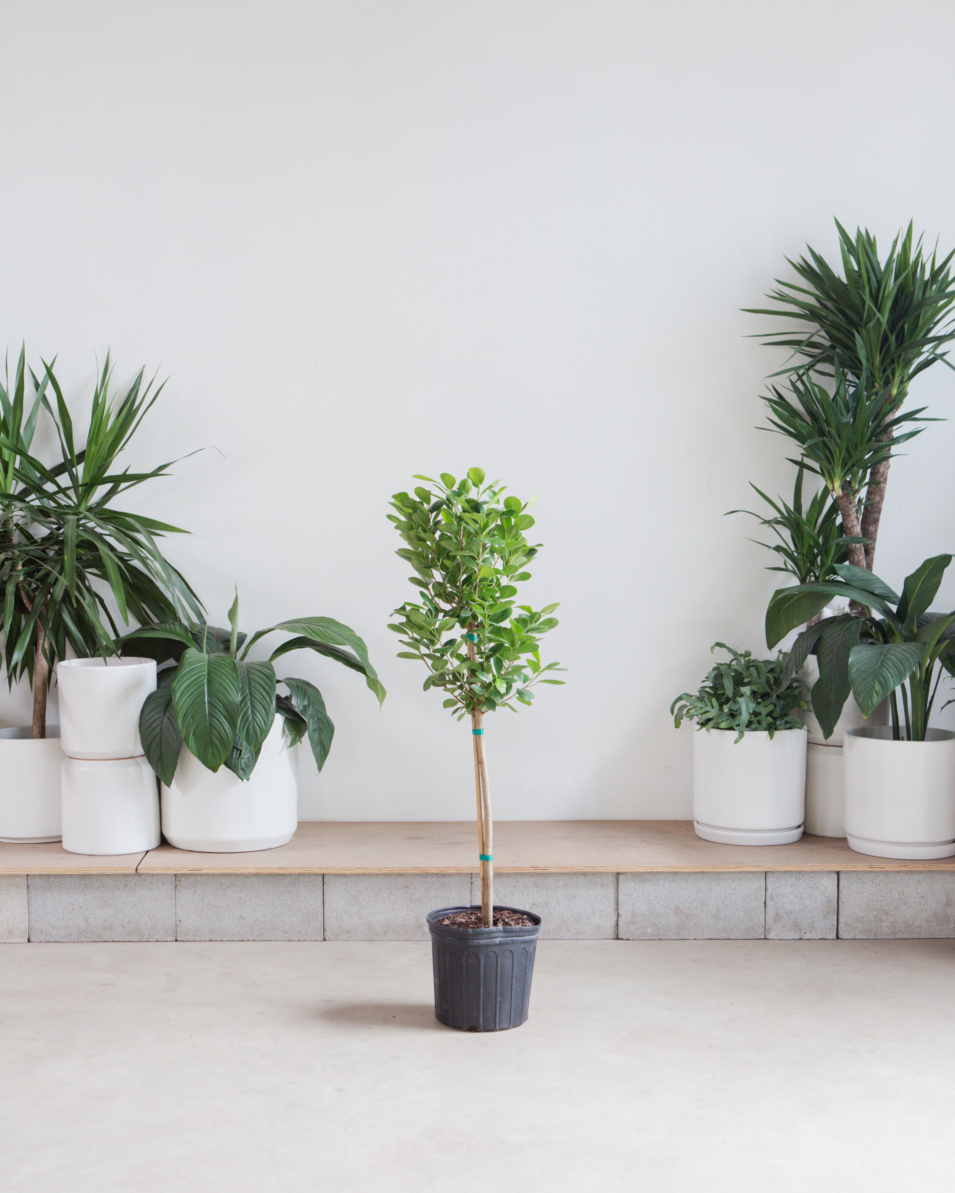 Ficus Moclame: Ficus microcarpa - 10 inch pot - 4-5 foot tall