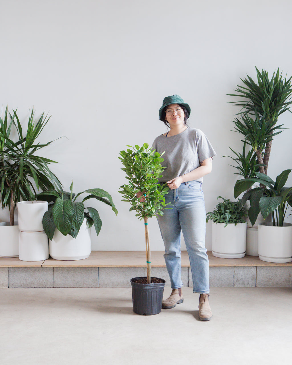Ficus Moclame: Ficus microcarpa - 10 inch pot - 4-5 foot tall