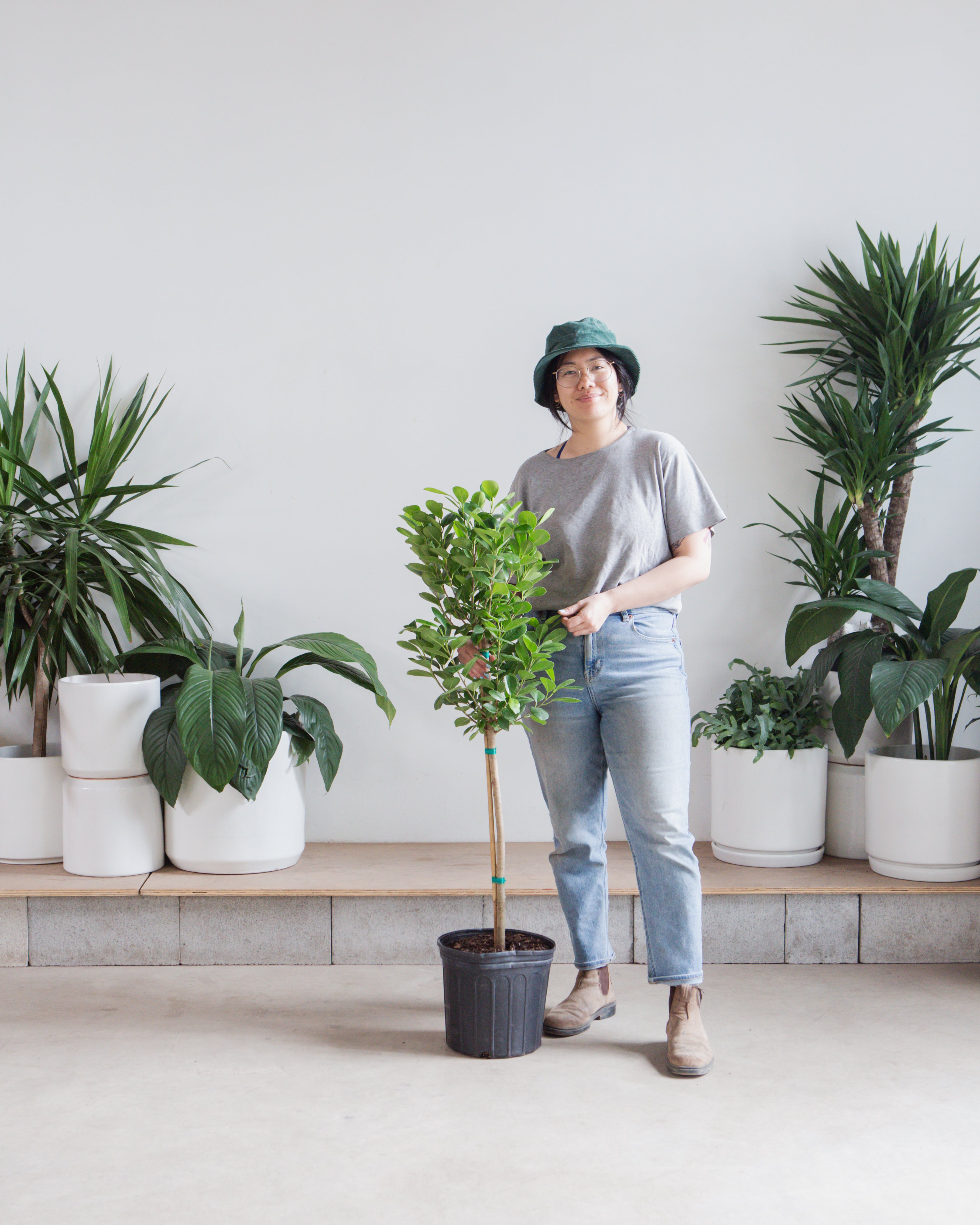 Ficus Moclame: Ficus microcarpa - 10 inch pot - 4-5 foot tall