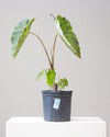 COLOCASIA 'MOJITO' 10" Grower Pot