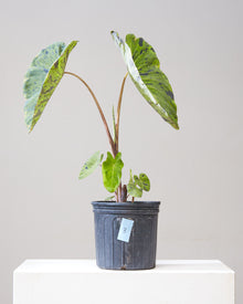  COLOCASIA 'MOJITO' 10" Grower Pot