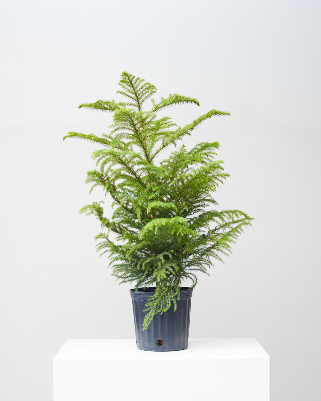 Norfolk Island Pine: Araucaria heterophylla - 10 inch pot - 3 foot tall