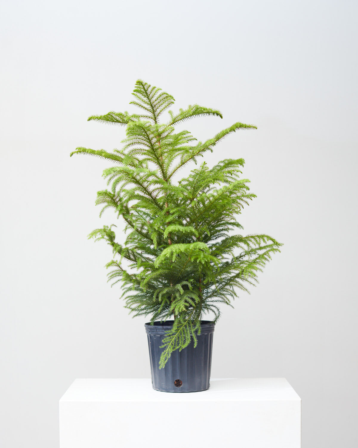 Norfolk Island Pine: Araucaria heterophylla - 10 inch pot - 3 foot tall