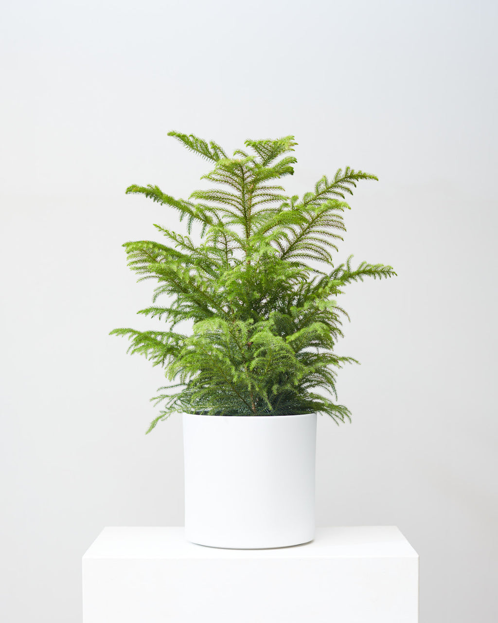 Norfolk Island Pine: Araucaria heterophylla - 10 inch pot - 3 foot tall