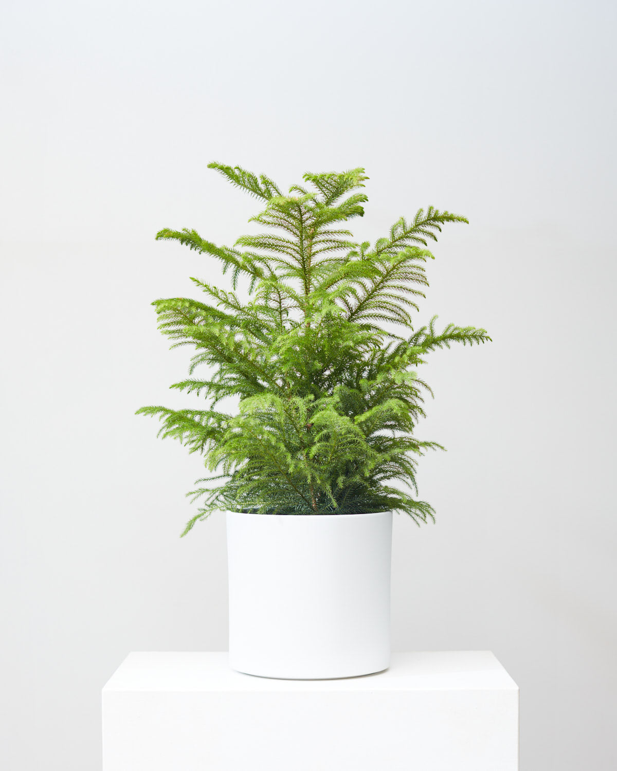 Norfolk Island Pine: Araucaria heterophylla - 10 inch pot - 3 foot tall