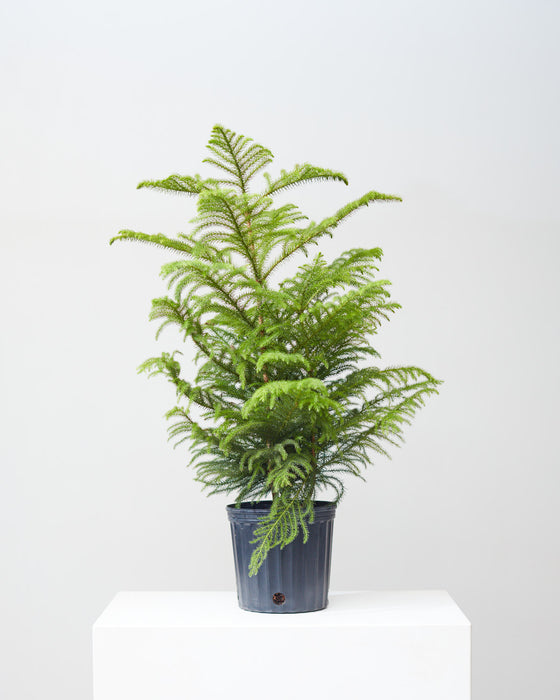 NORFOLK ISLAND PINE 10" Grower Pot (~3' TALL)