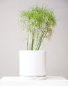 PAPYRUS GRASS 10" Grower Pot