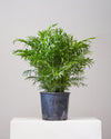 PARLOUR PALM 10" Grower Pot (2.5 - 3 ft tall)