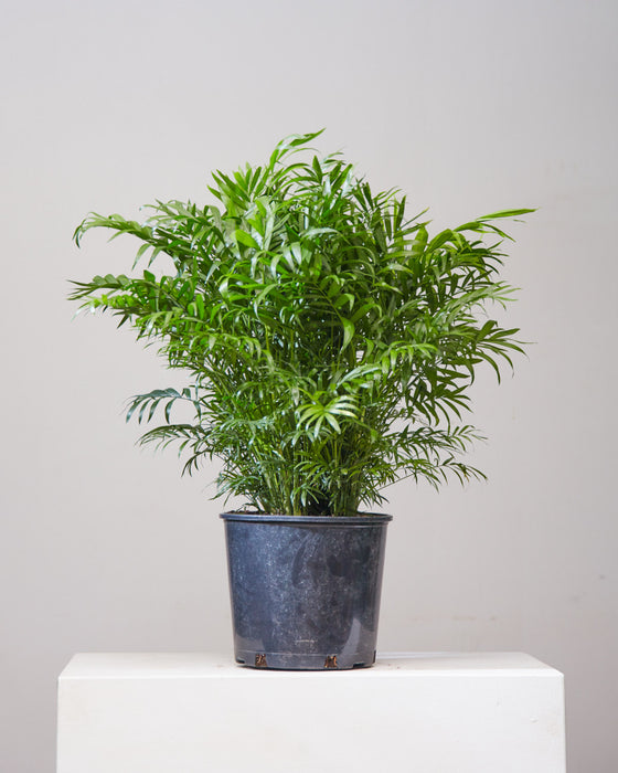 PARLOUR PALM 10" Grower Pot (2.5 - 3 ft tall)