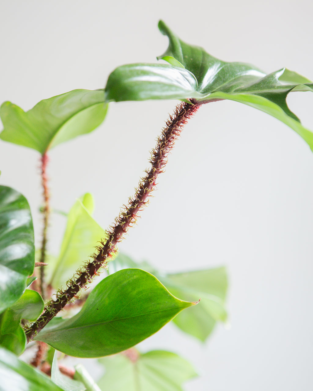 Hairy Philodendron: Philodendron squamiferum - 10 inch hanging basket