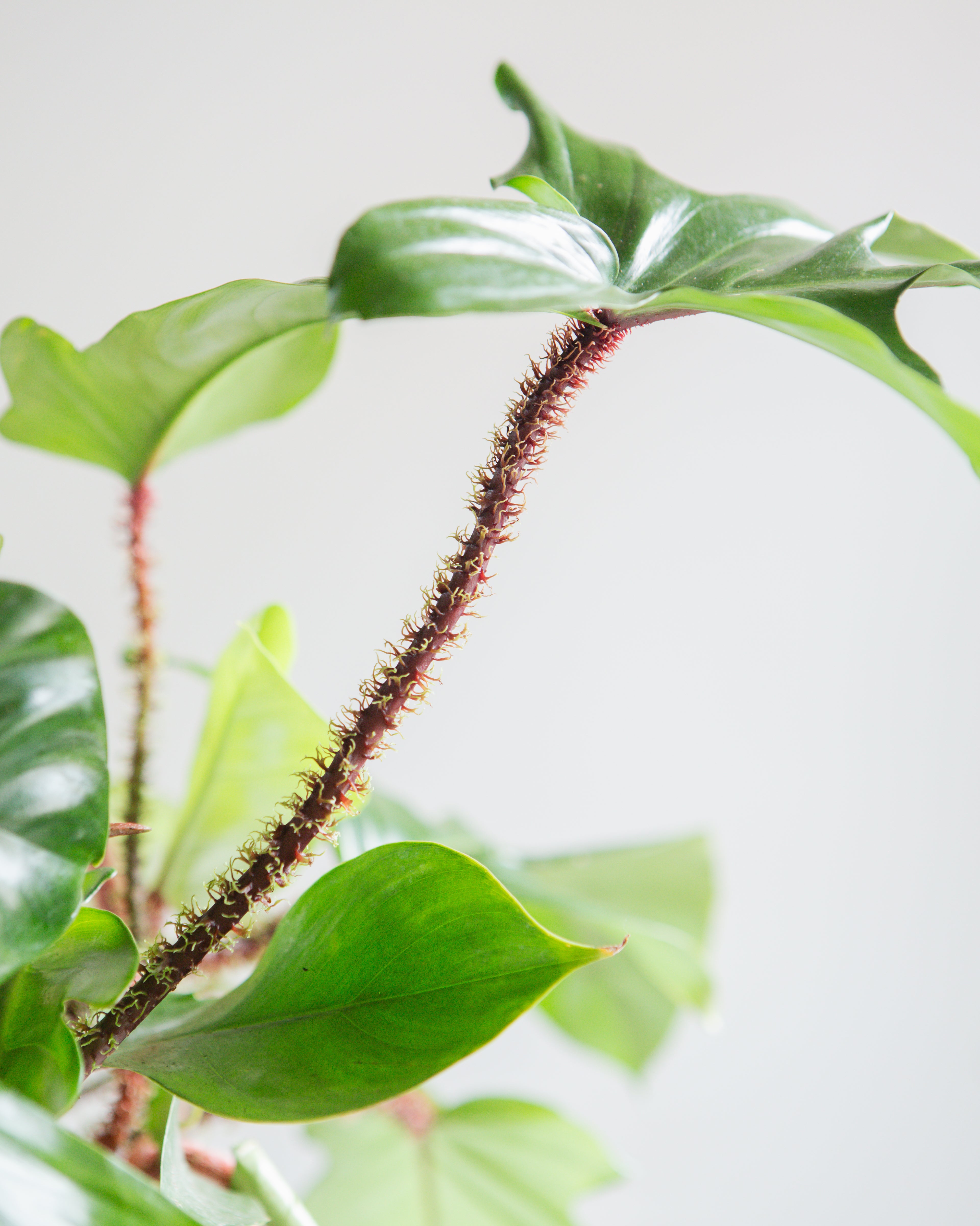 Hairy Philodendron: Philodendron squamiferum - 10 inch hanging basket