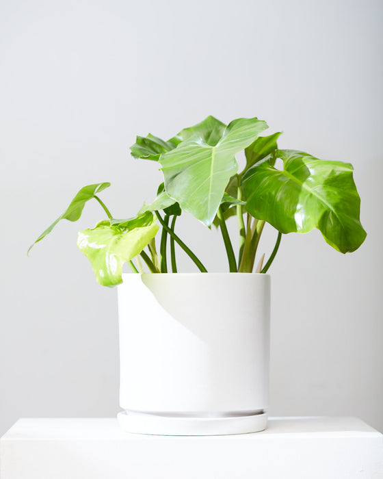 PHILODENDRON WILSONII 10" Grower Pot