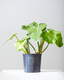  PHILODENDRON WILSONII 10" Grower Pot