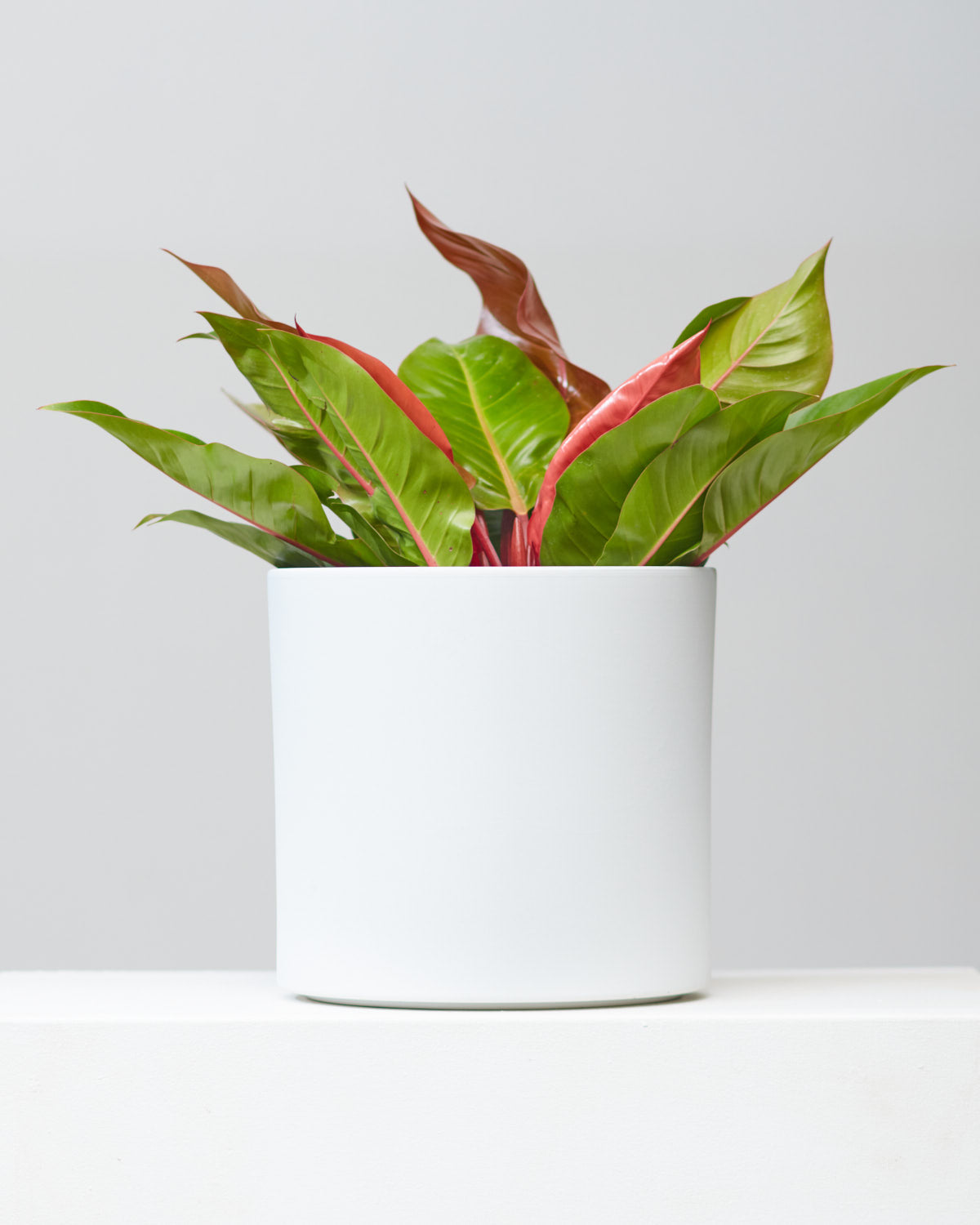 philodendron white and orange PHILODENDRON 'PRINCE OF ORANGE' 8" Grower Pot – Dynasty Plants