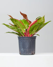  PHILODENDRON 'PRINCE OF ORANGE' 8" Grower Pot