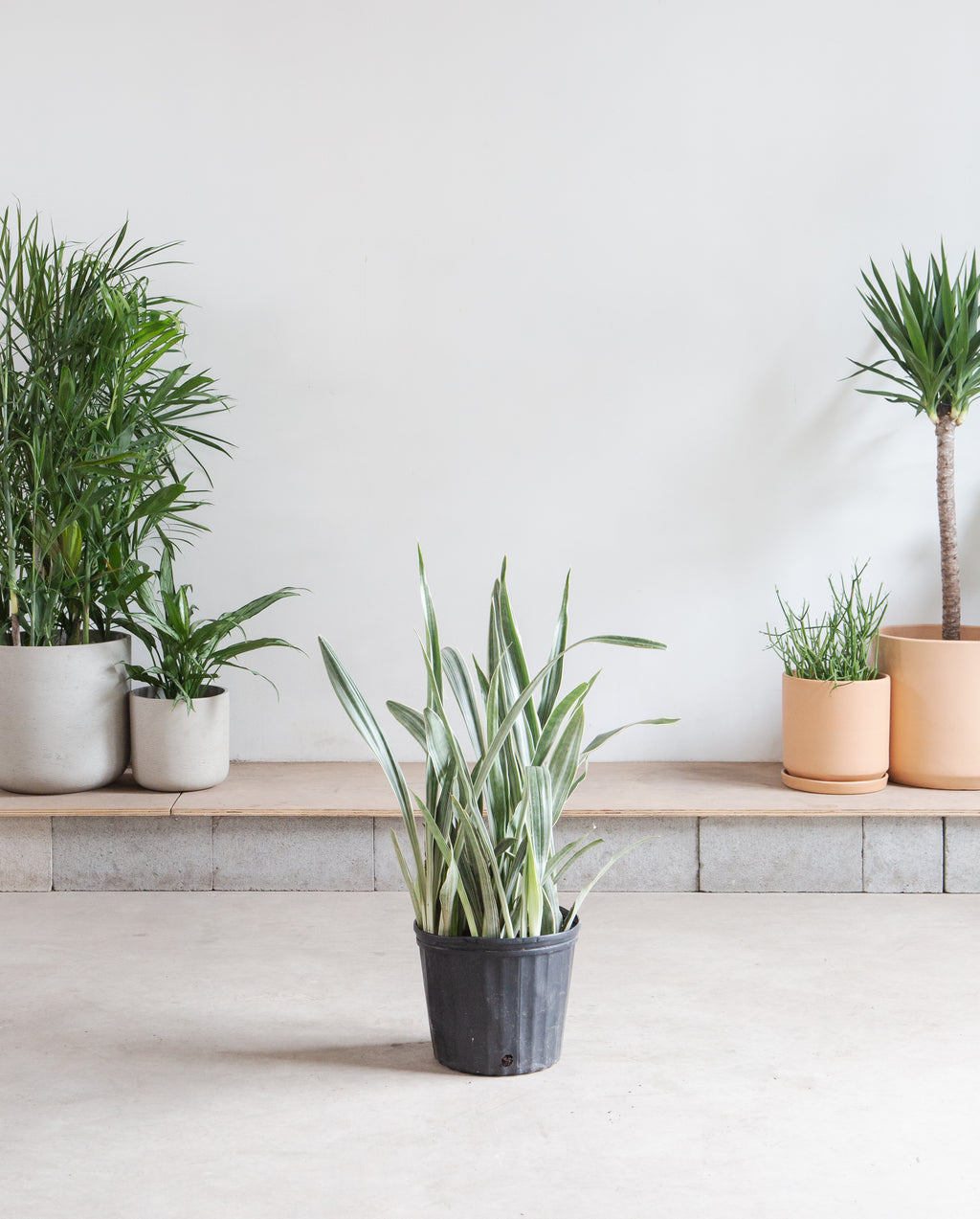 Bantel's Sensation Snake Plant: Sansevieria trifasciata - 10 inch pot - 2.5-3 foot tall
