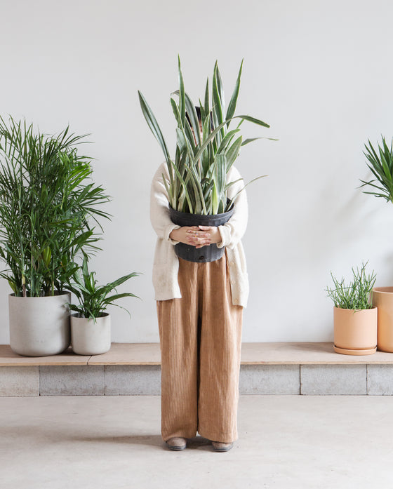 SNAKE PLANT (SANSEVIERIA 'BANTEL SENSATION') 10" Grower Pot (3.5' tall)