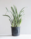 SNAKE PLANT (SANSEVIERIA 'BANTEL SENSATION') 10" Grower Pot (3.5' tall)