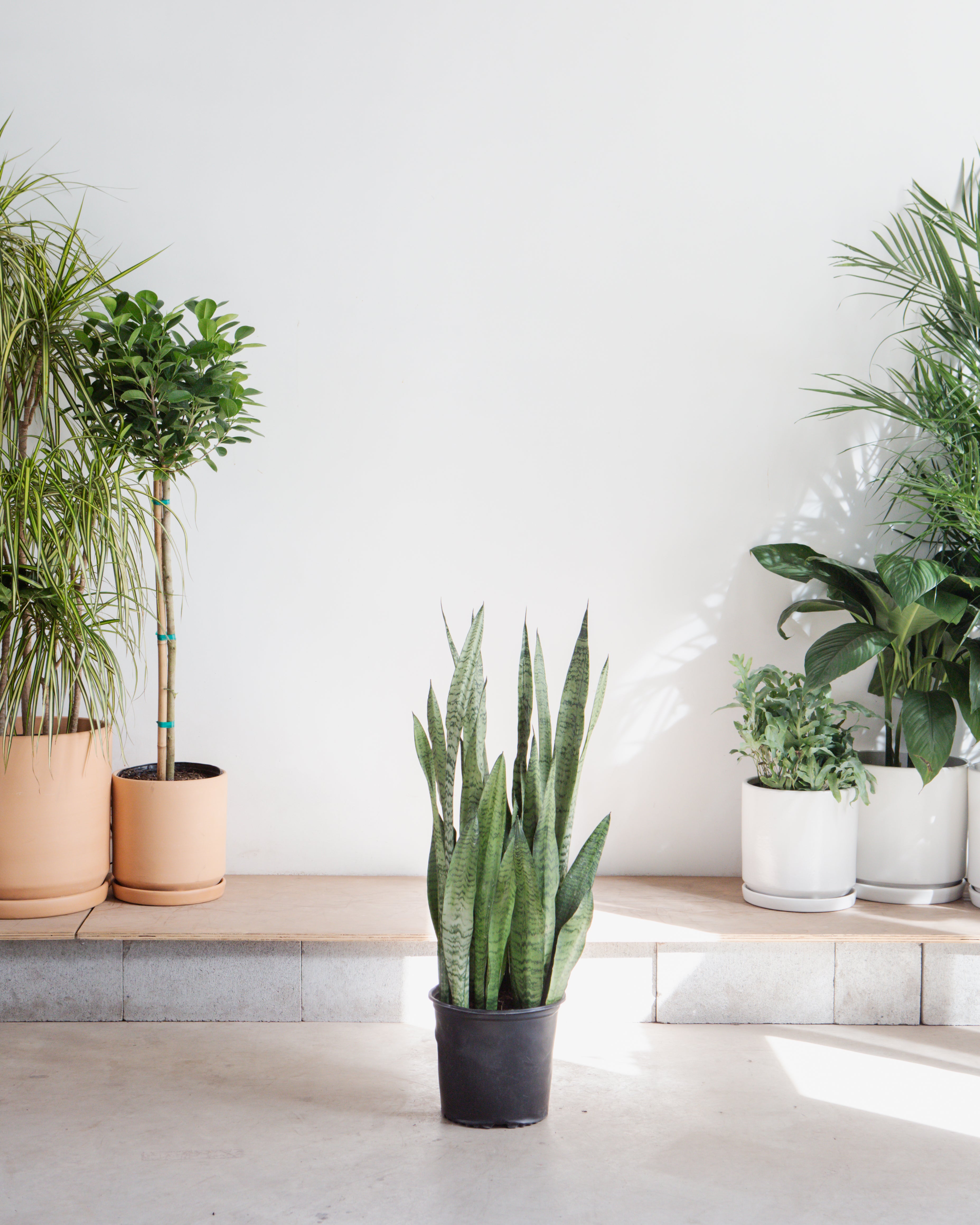 Green Snake Plant: Sansevieria trifasciata 'Zeylanica' - 10 inch pot - 2.5-3 foot tall