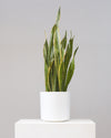 SNAKE PLANT (SANSEVIERIA 'LAURENTII') 10" Grower Pot