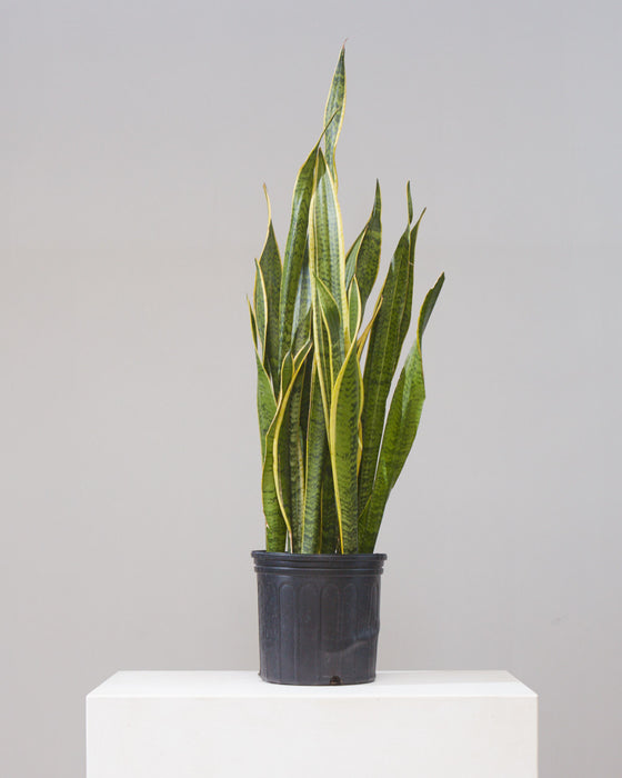 SNAKE PLANT (SANSEVIERIA 'LAURENTII') 10" Grower Pot