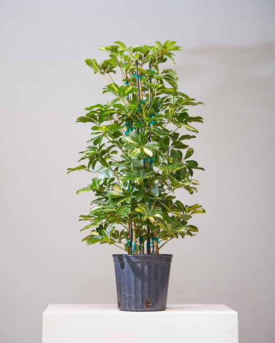 VARIEGATED SCHEFFLERA ARBORICOLA COLUMN 10" Grower Pot (3.5 - 4 ft tall)