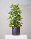 VARIEGATED SCHEFFLERA ARBORICOLA COLUMN 10" Grower Pot (3.5 - 4 ft tall)