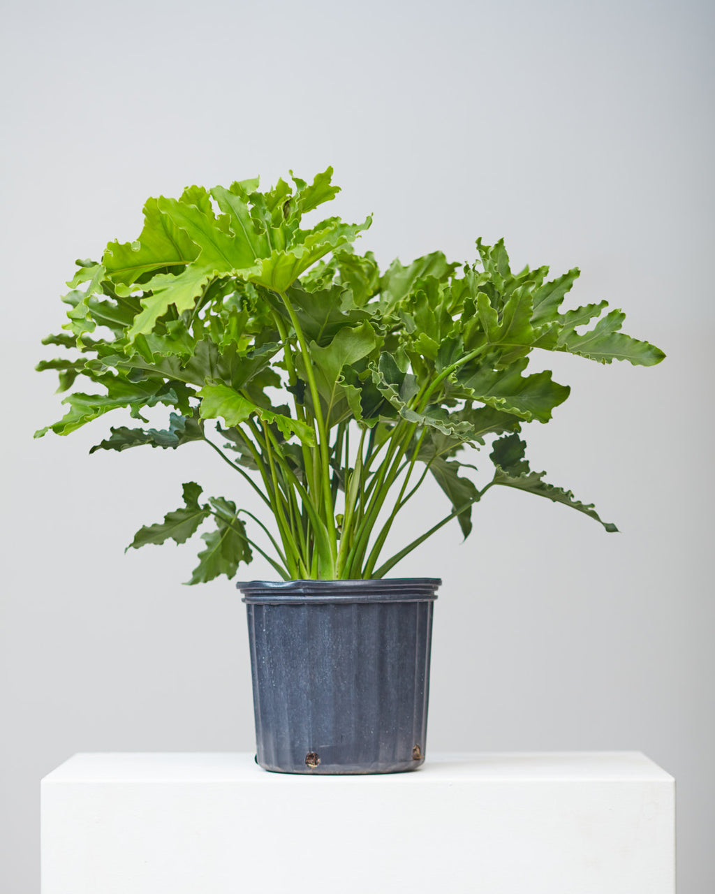 PHILODENDRON 'SELLOUM LICKETY SPLIT' 10" Grower Pot