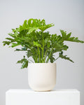 PHILODENDRON 'SELLOUM LICKETY SPLIT' 10" Grower Pot