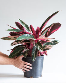  STROMANTHE 'TRIOSTAR' 10" Grower Pot