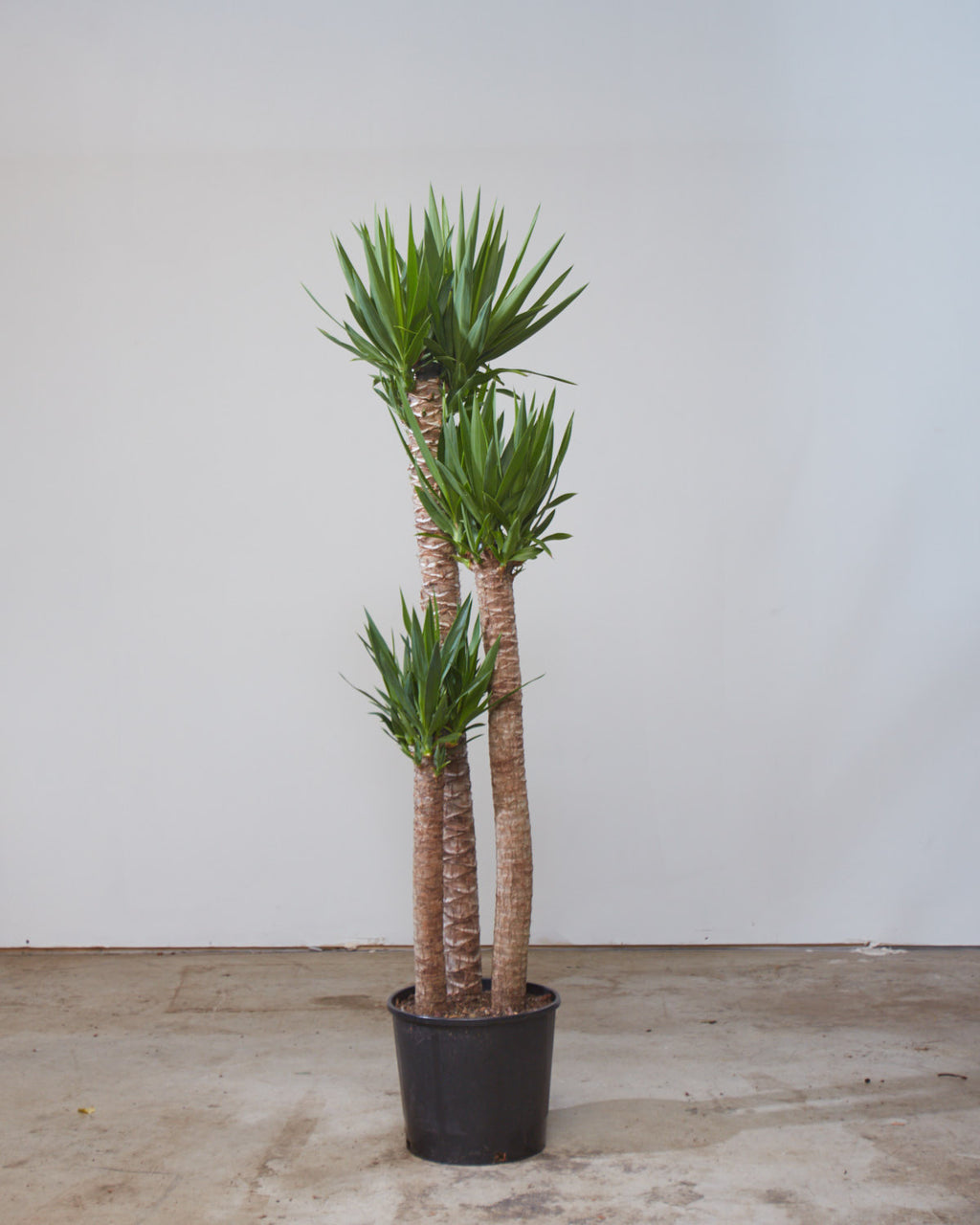 Yucca Staggered Cane: Yucca gigantea - 10 inch pot - 4-5 foot tall