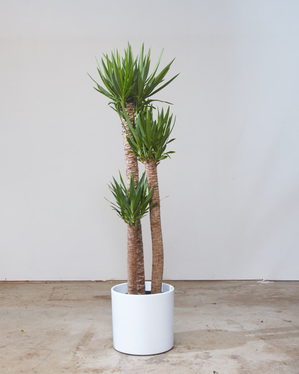 Yucca Staggered Cane: Yucca gigantea - 10 inch pot - 4-5 foot tall
