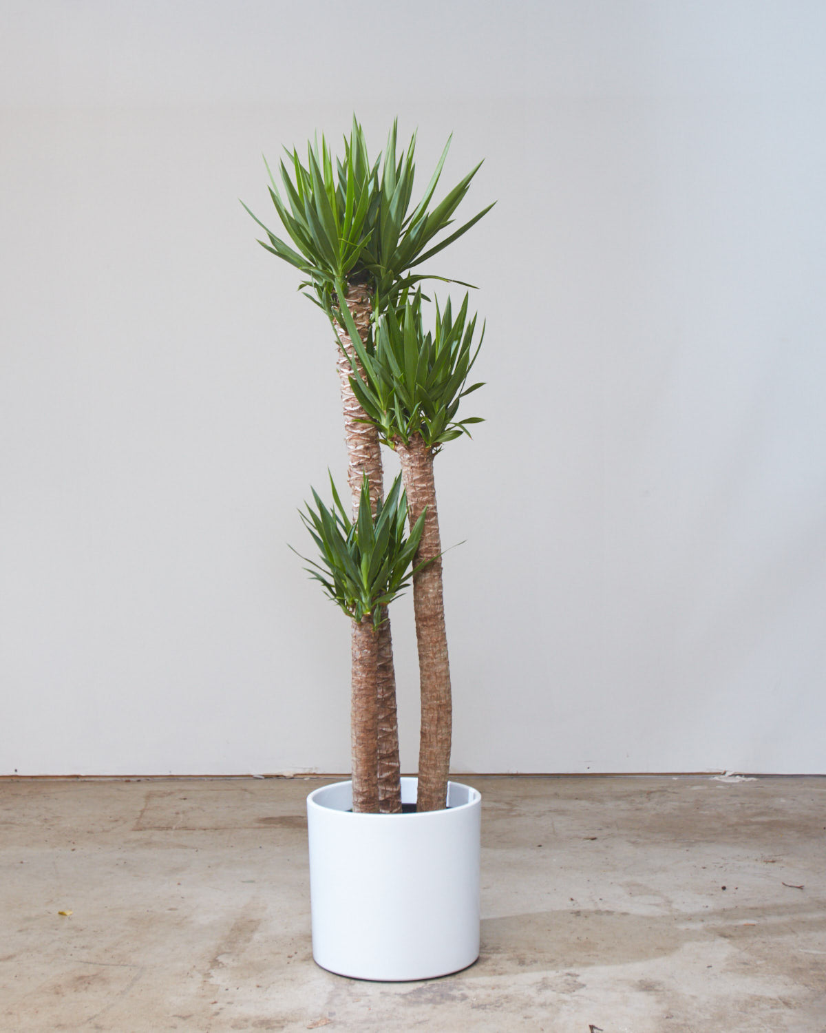 Yucca Staggered Cane: Yucca gigantea - 10 inch pot - 4-5 foot tall