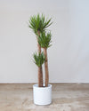 YUCCA 3-2-1 10" Grower Pot (5' tall)