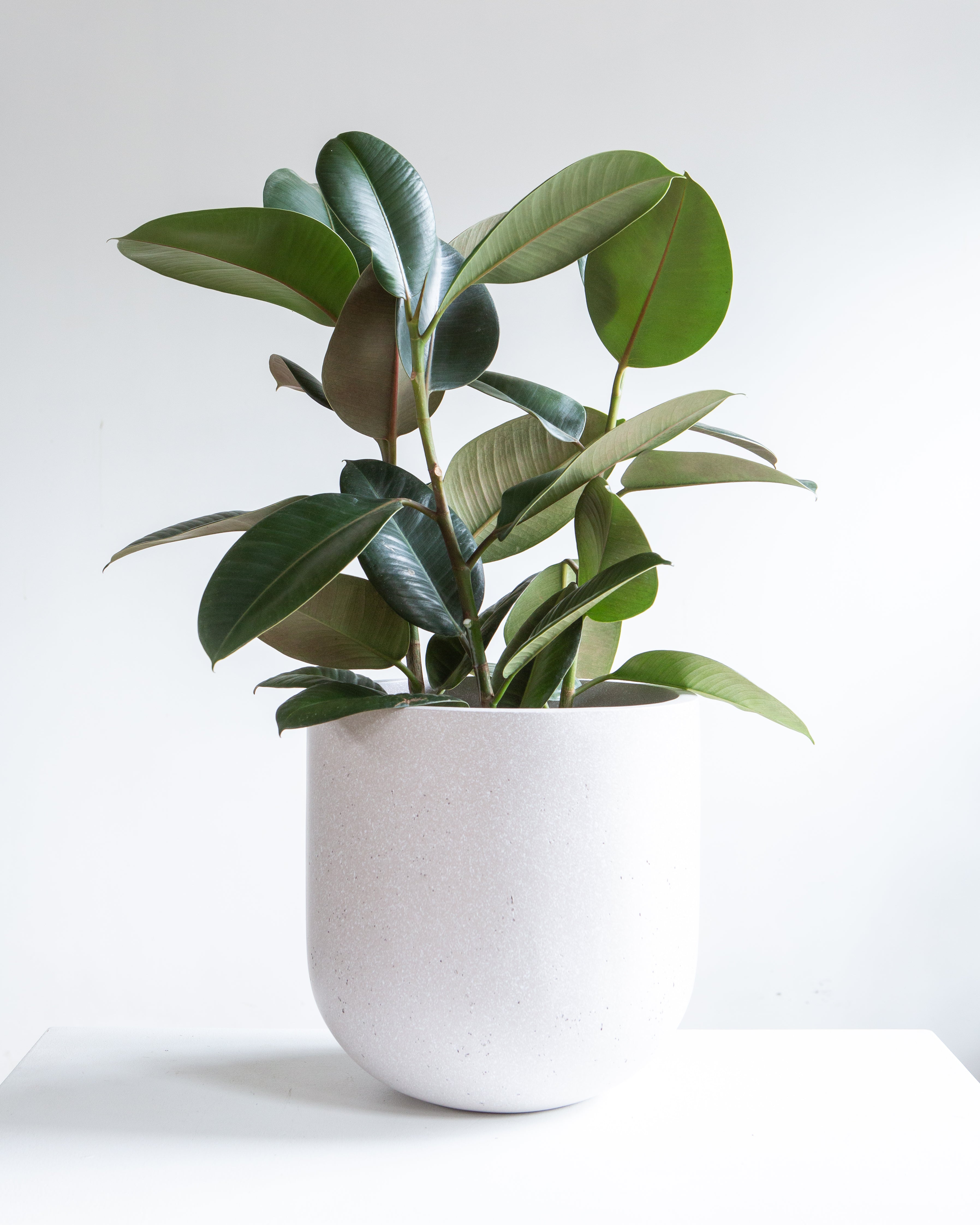 ROTUNDA - NATURAL PLANTER - Medium 11.8 Inch