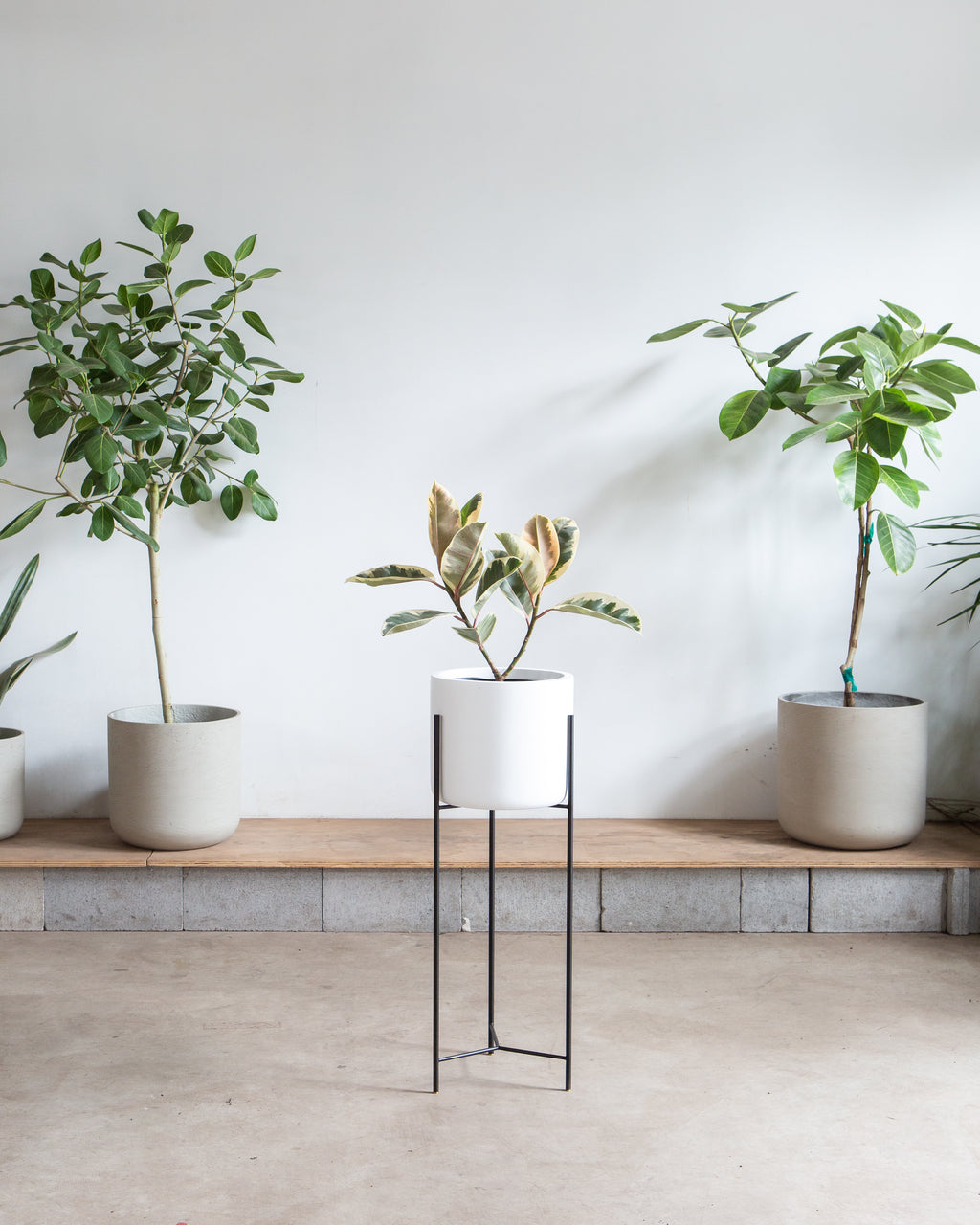 CYLINDRICO - WHITE PLANTER - Medium 11.8 Inch