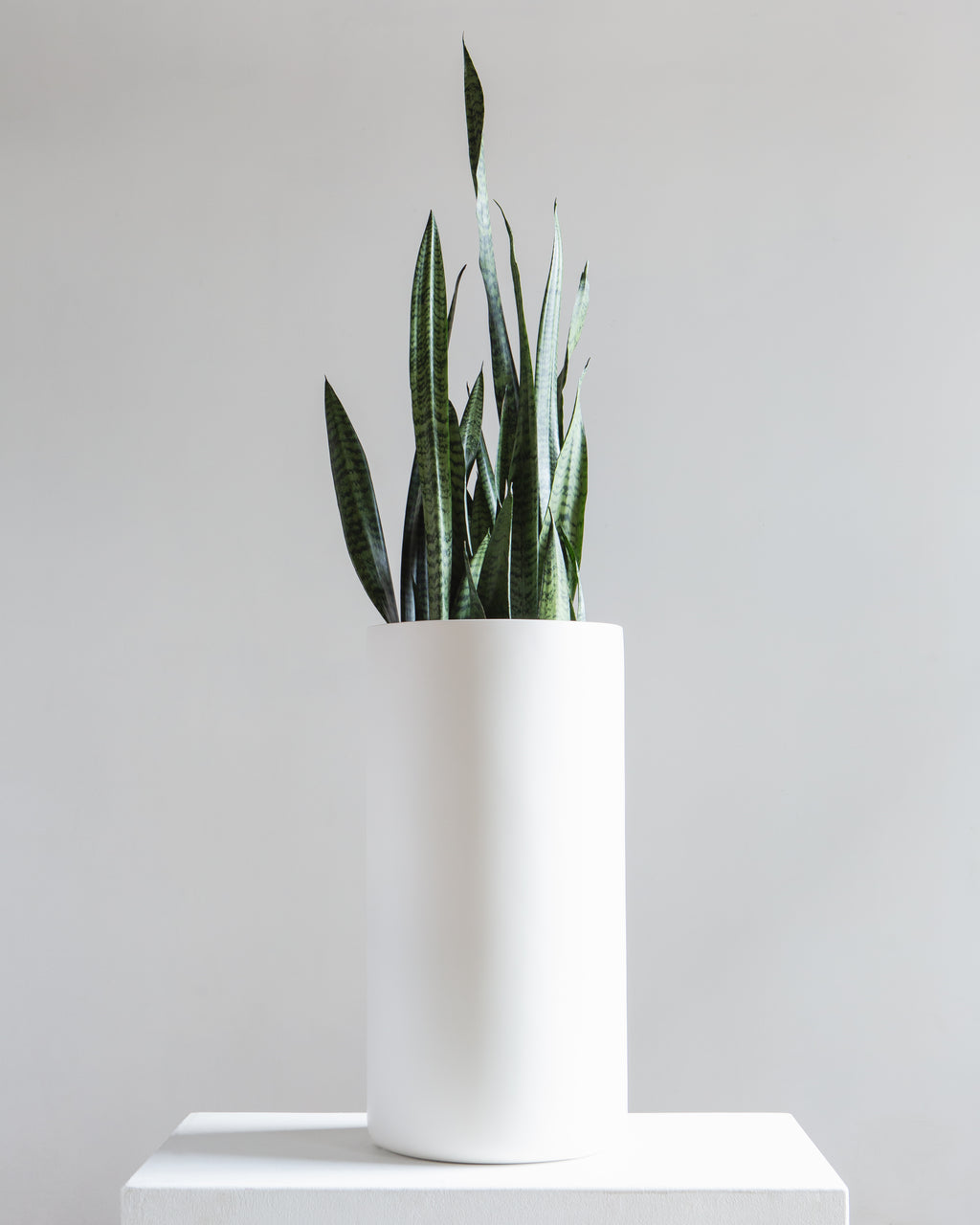 Cylindrico Tall Planter | 8-10 inch Nursery Pot