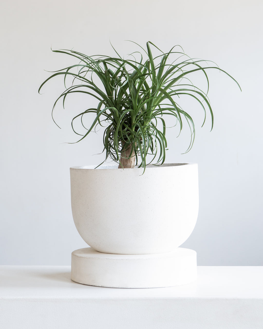 Archer Planter with Drainage and Tray | 10 inch Diameter
