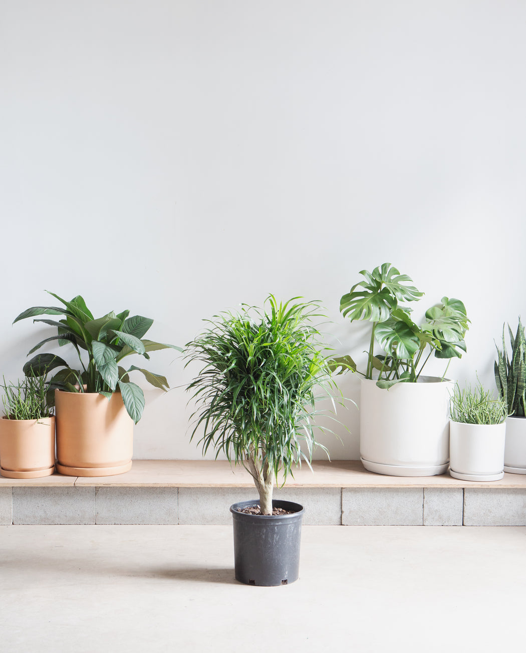 DRACAENA REFLEXA 'ANITA' 10" Grower Pot