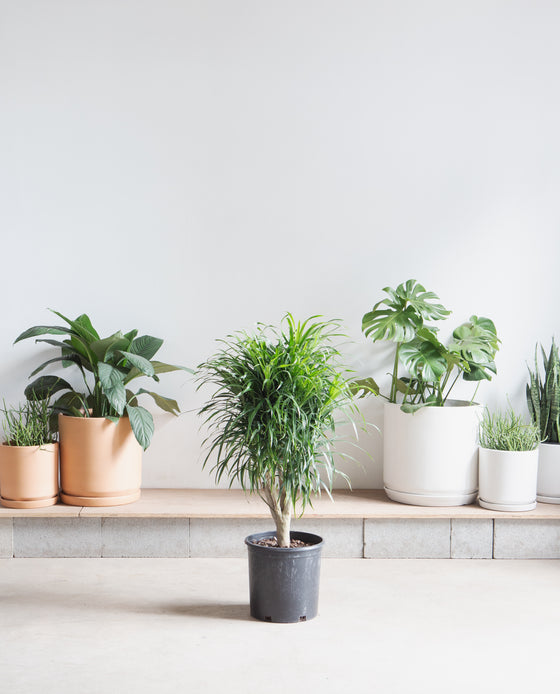 DRACAENA REFLEXA 'ANITA' 12" Grower Pot