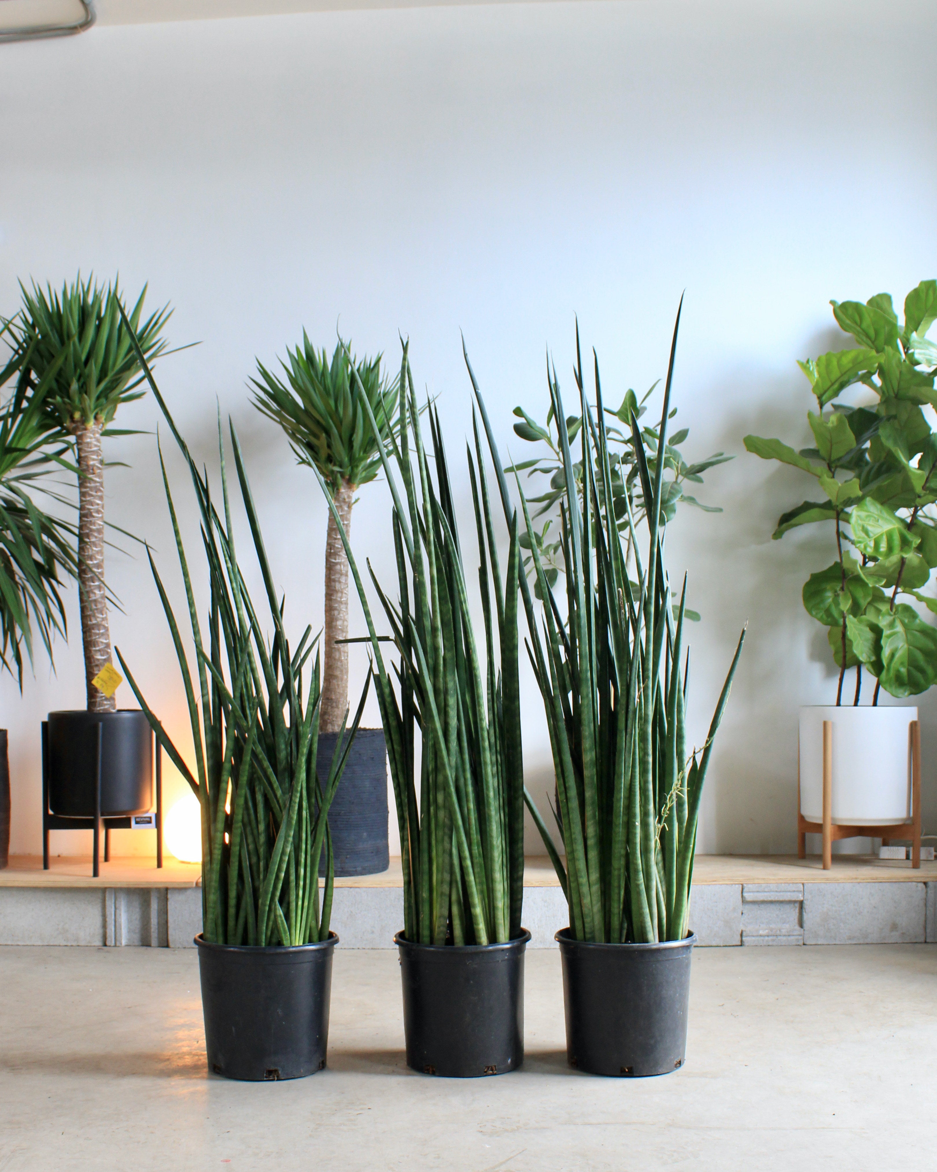12 inch snake plant Lancia Snake Plant: Sansevieria 'lancia' - 12 inch pot