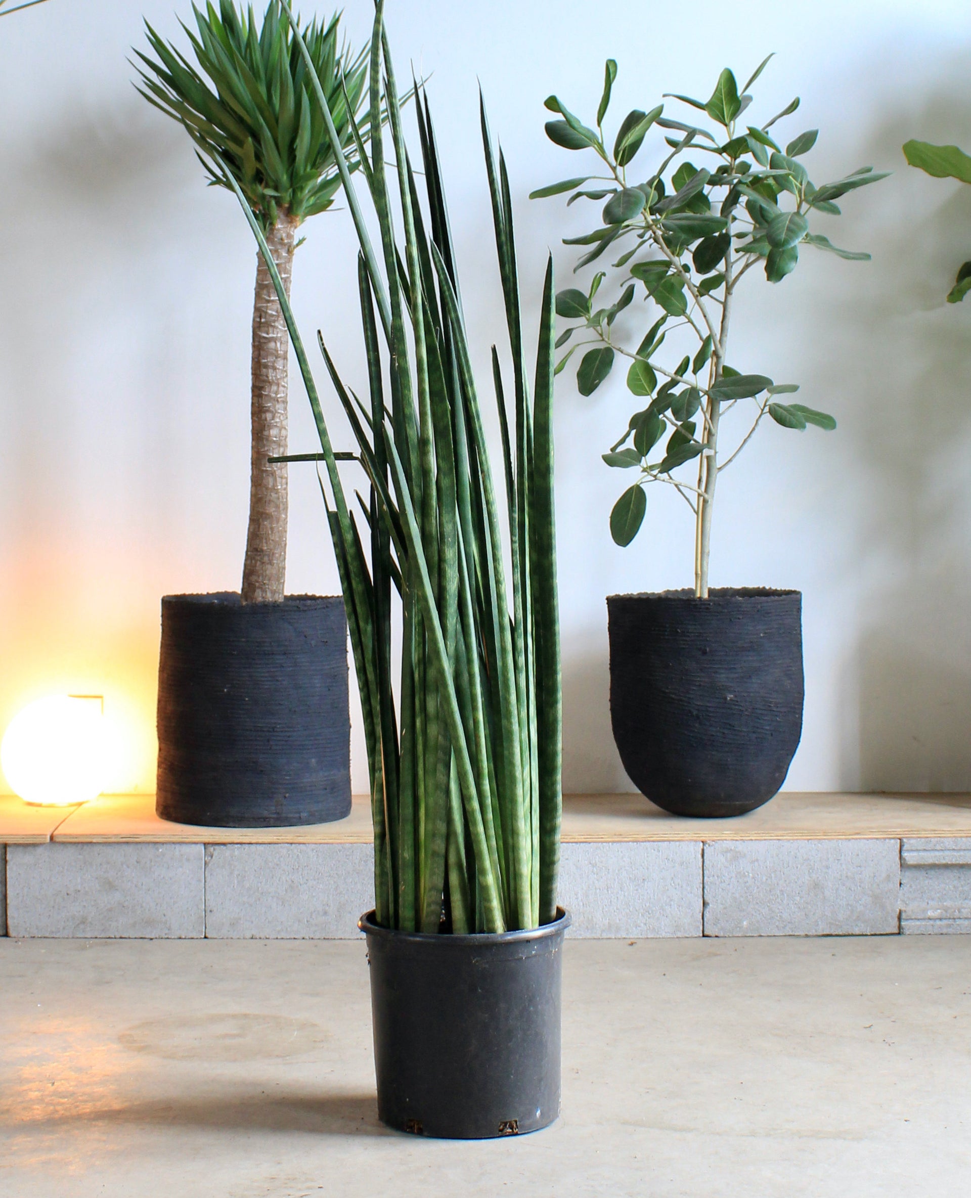 Lancia Snake Plant: Sansevieria 'lancia' - 12 inch pot