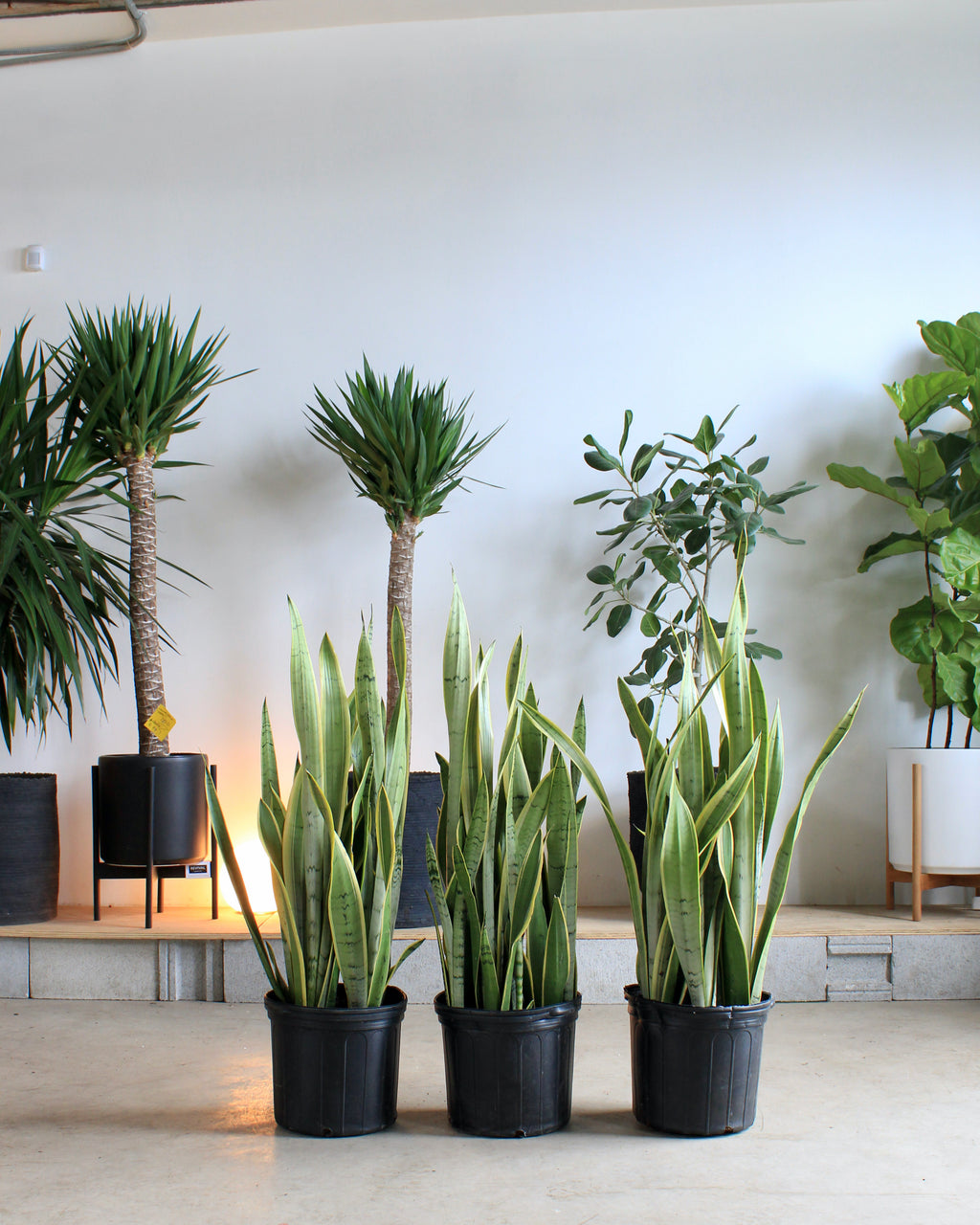 Light Yellow Snake Plant: Sansevieria trifasciata 'Silver Laurentii' - 12 inch pot
