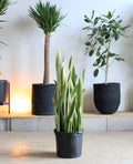Light Yellow Snake Plant: Sansevieria trifasciata 'Silver Laurentii' - 12 inch pot