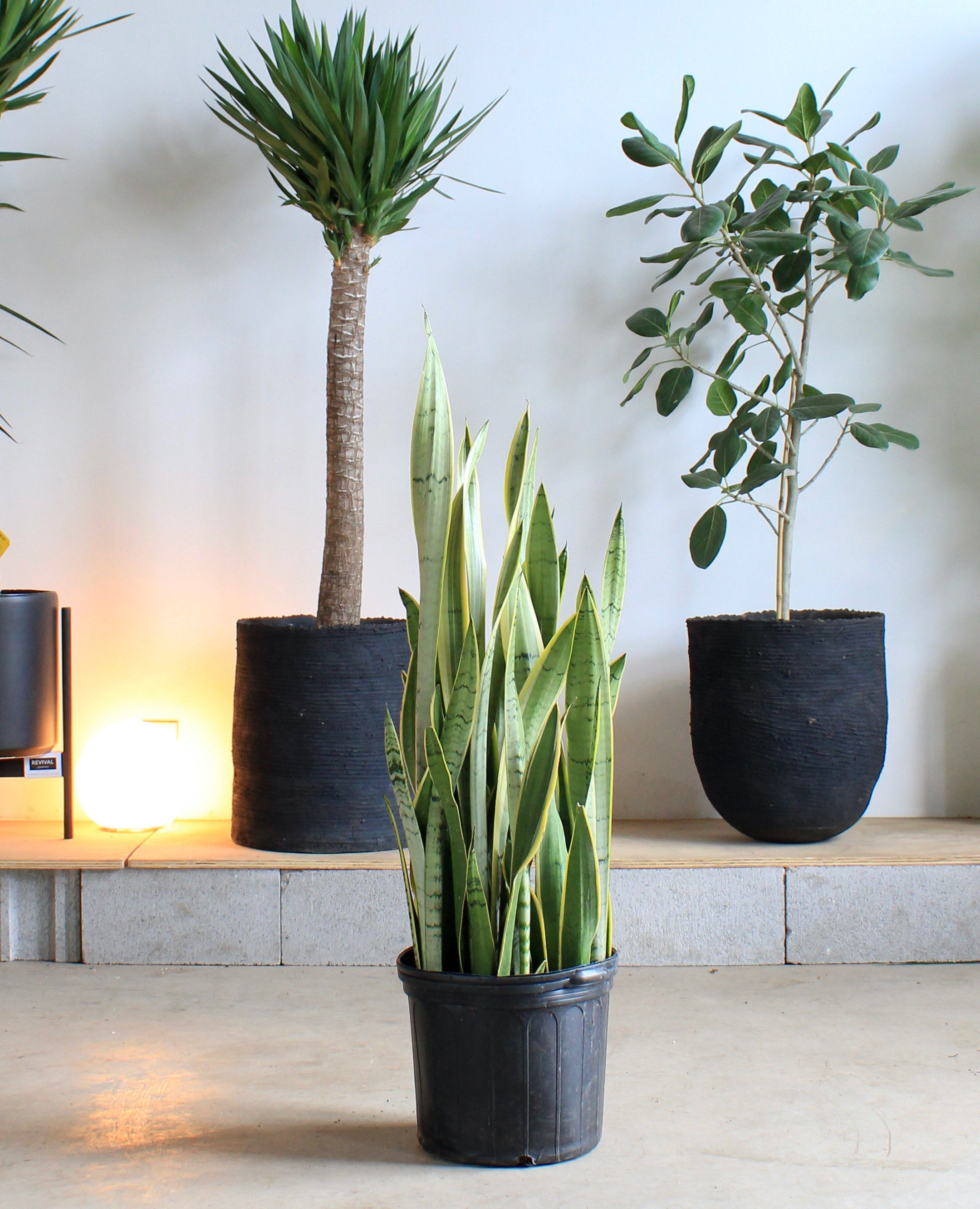 Light Yellow Snake Plant: Sansevieria trifasciata 'Silver Laurentii' - 12 inch pot