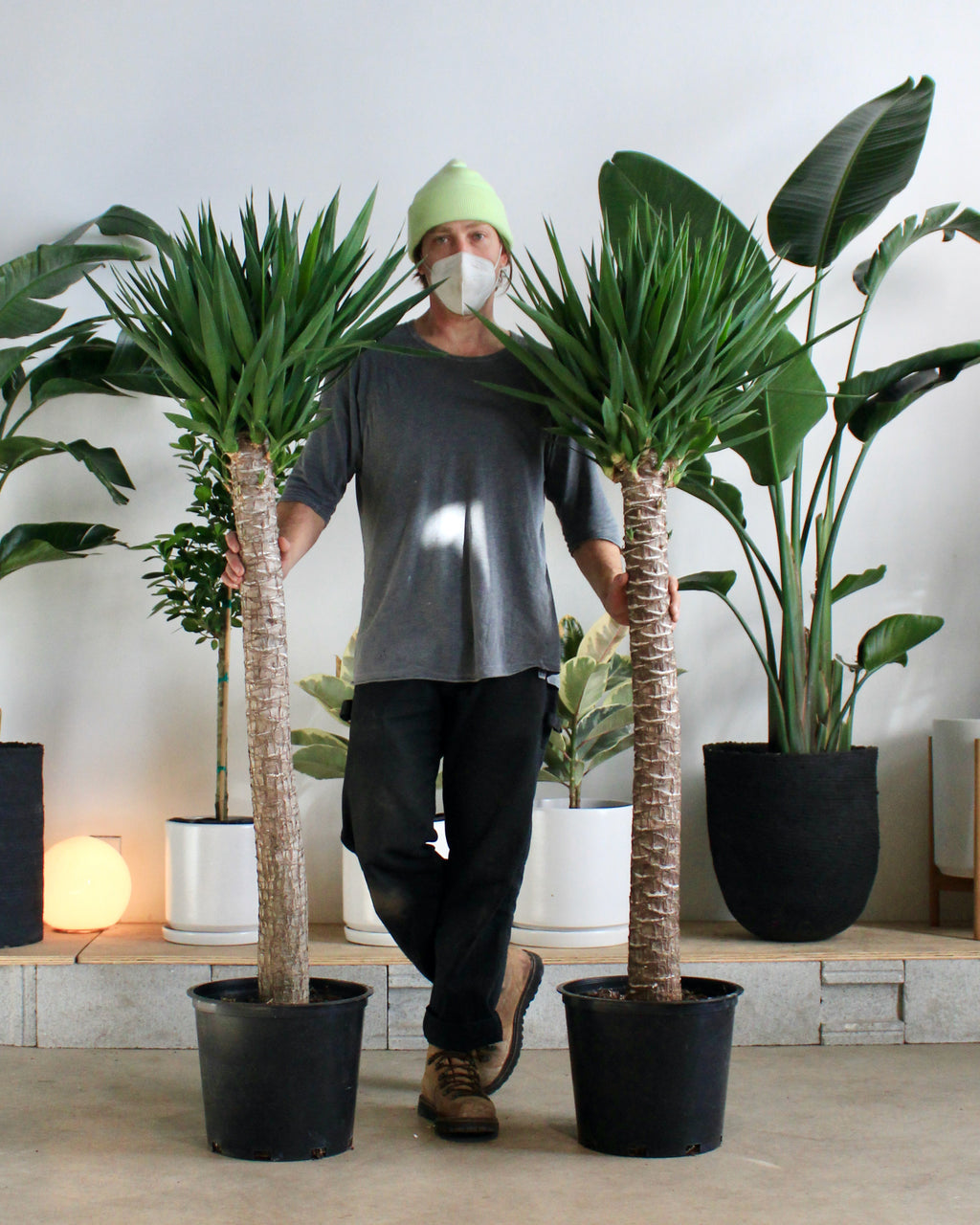 Yucca Cane: Yucca gigantea - 12 inch pot - 5-6 foot tall