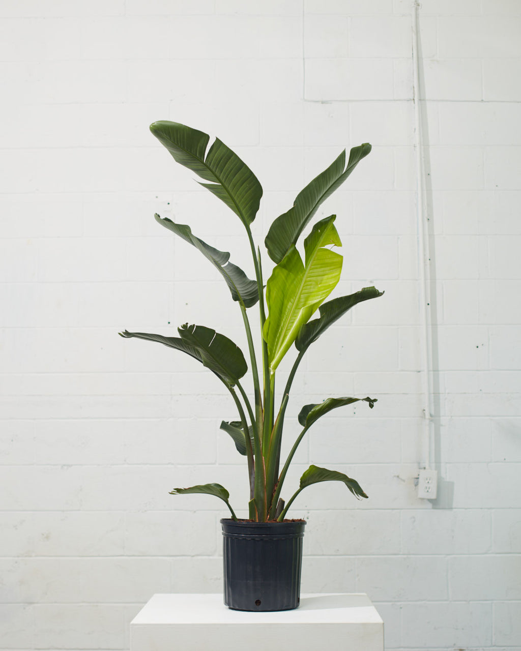 White Bird of Paradise: Strelitzia nicolai - 12 inch pot - 4.5-5 foot tall