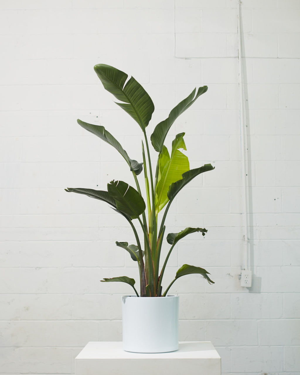 White Bird of Paradise: Strelitzia nicolai - 12 inch pot - 4.5-5 foot tall