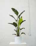 White Bird of Paradise: Strelitzia nicolai - 12 inch pot - 4.5-5 foot tall